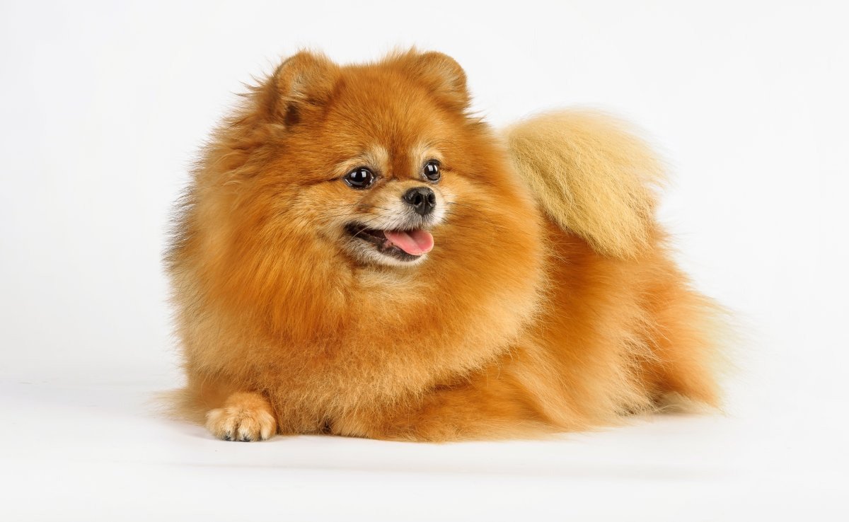 Шпиц померанский карликовый белый