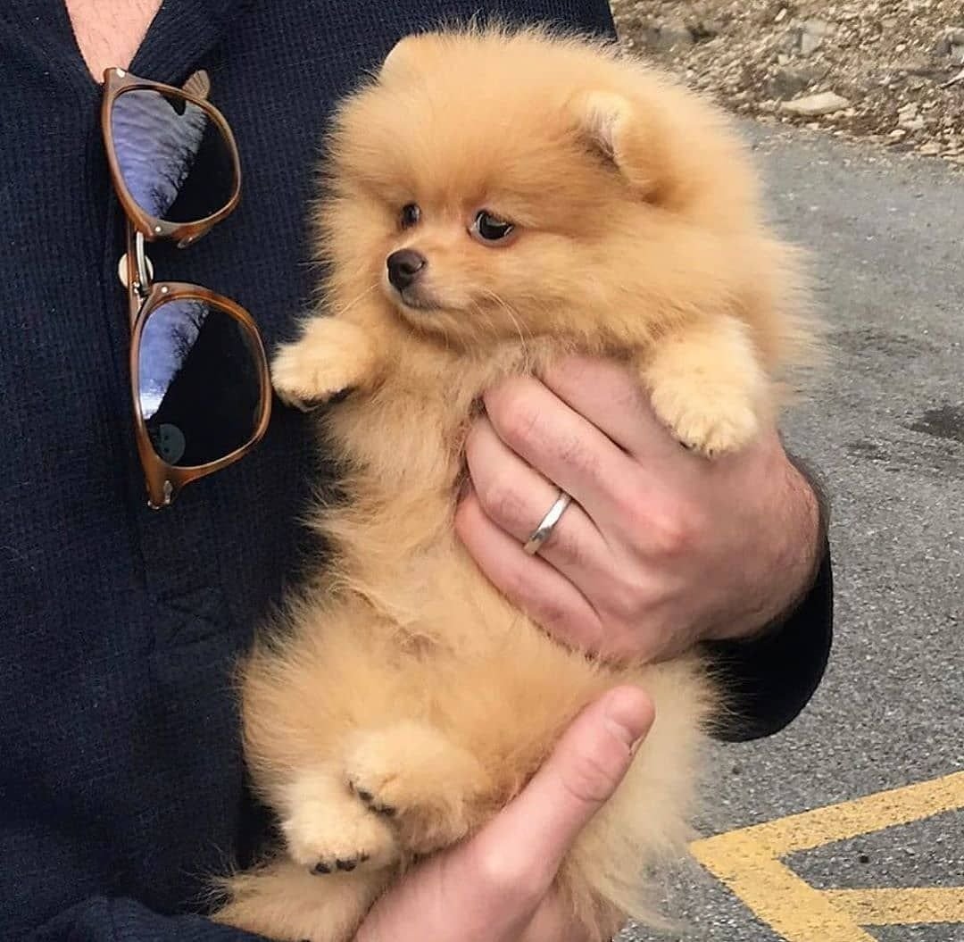 Немецкий шпиц лисьего типа