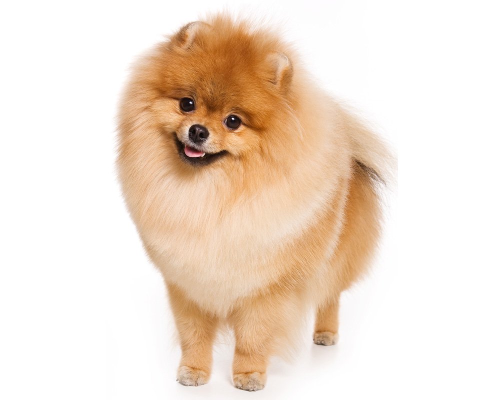 Шпиц Лисичка мраморный