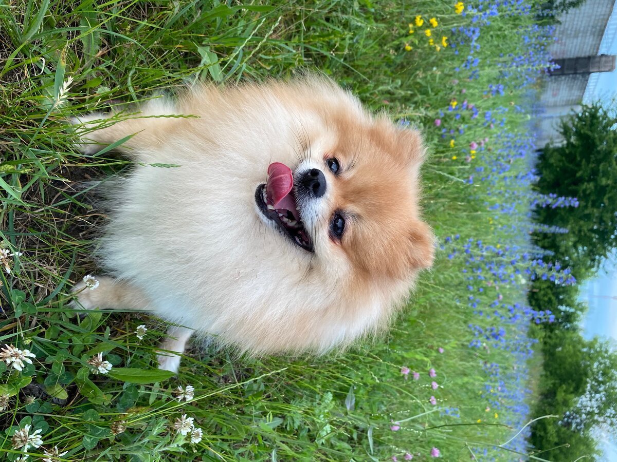 Померанский Лисий шпиц