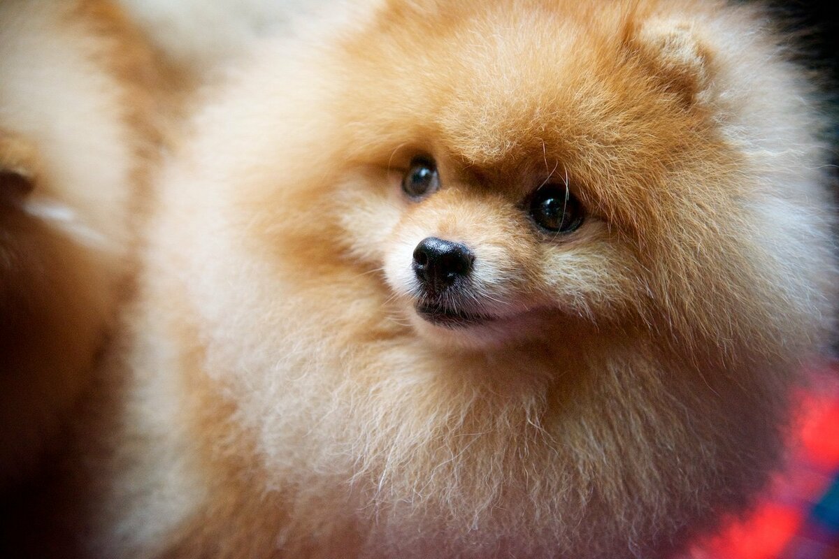 Померанский шпиц весной