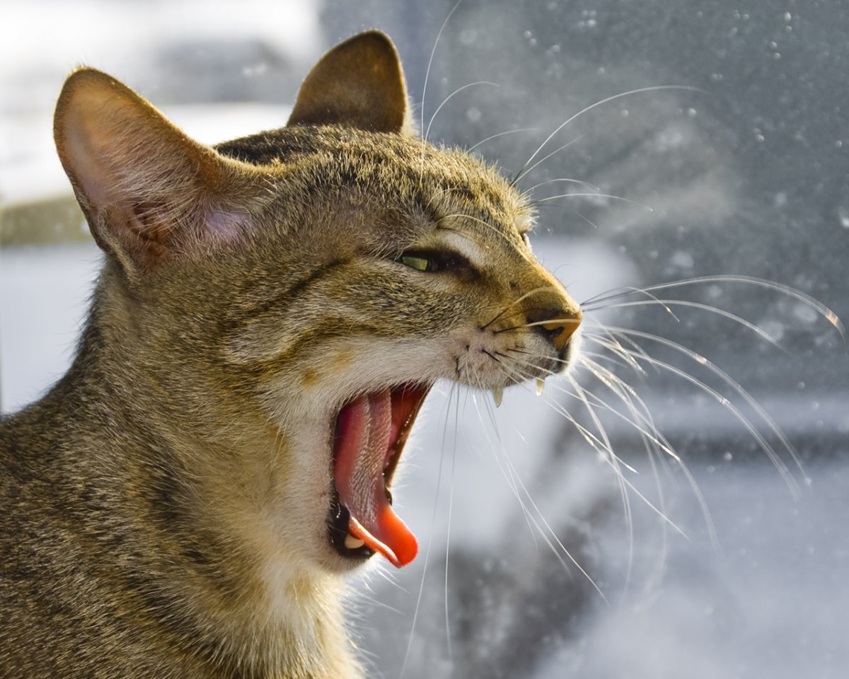 Кошка мяукала перед. Кот зевает. Кот открывает рот. Котик с открытым ртом.