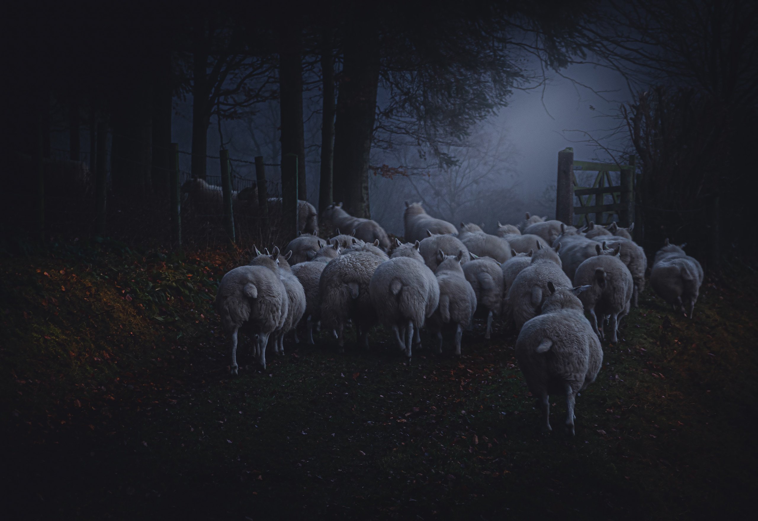 Депрессия и загоны загоны песня. Овцы. Отара овец. Овцы в деревне. Овечки на ночь.