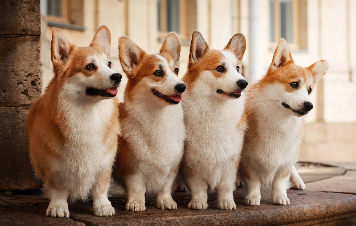 Королевский корги