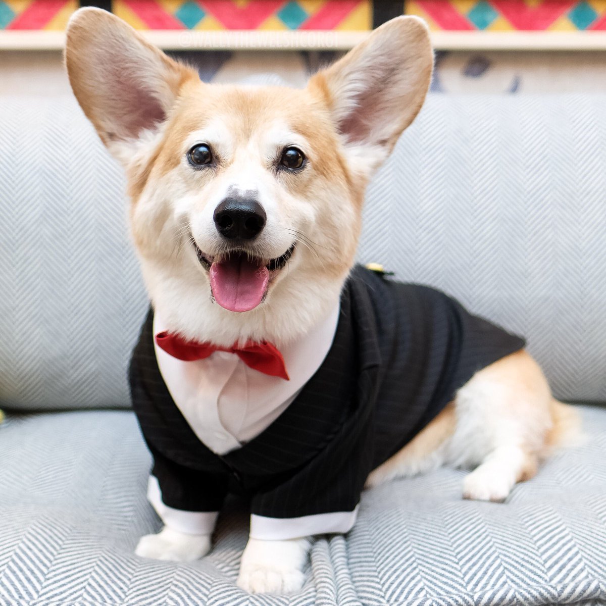 Кавалер Кинг Чарльз спаниель