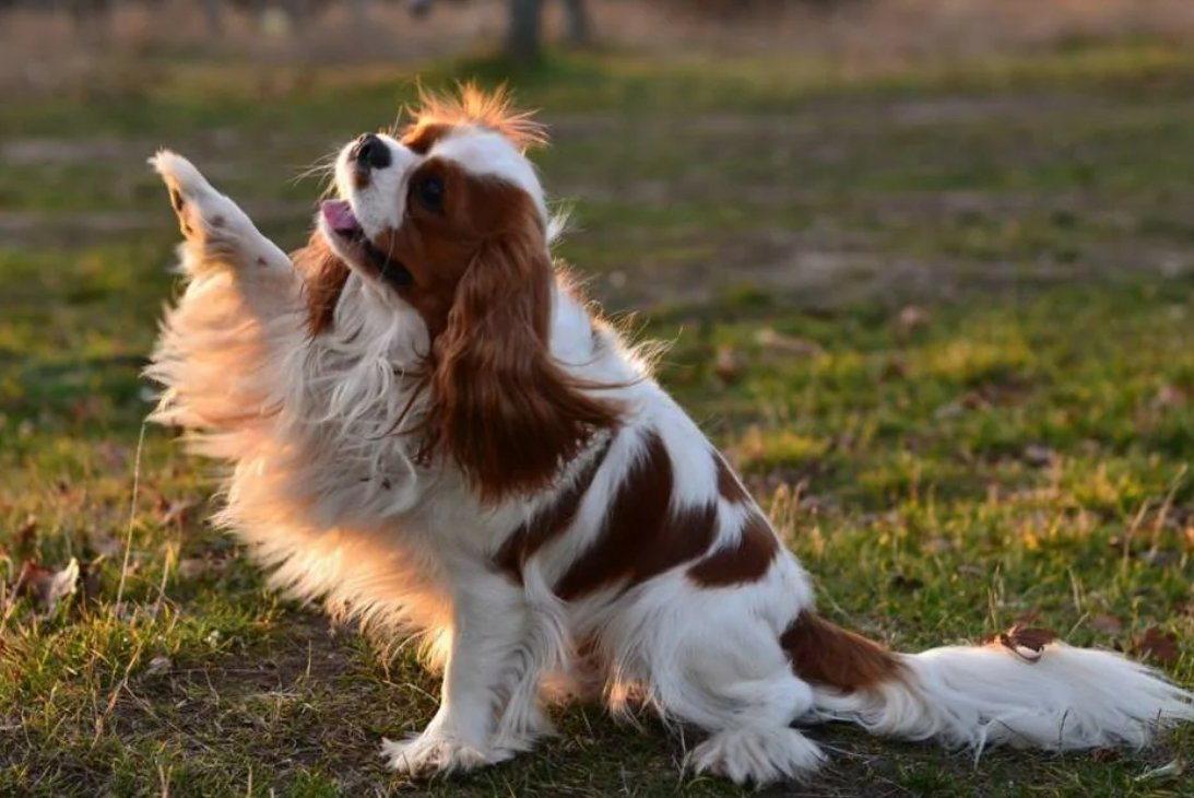 Самая красивая Королевская собака