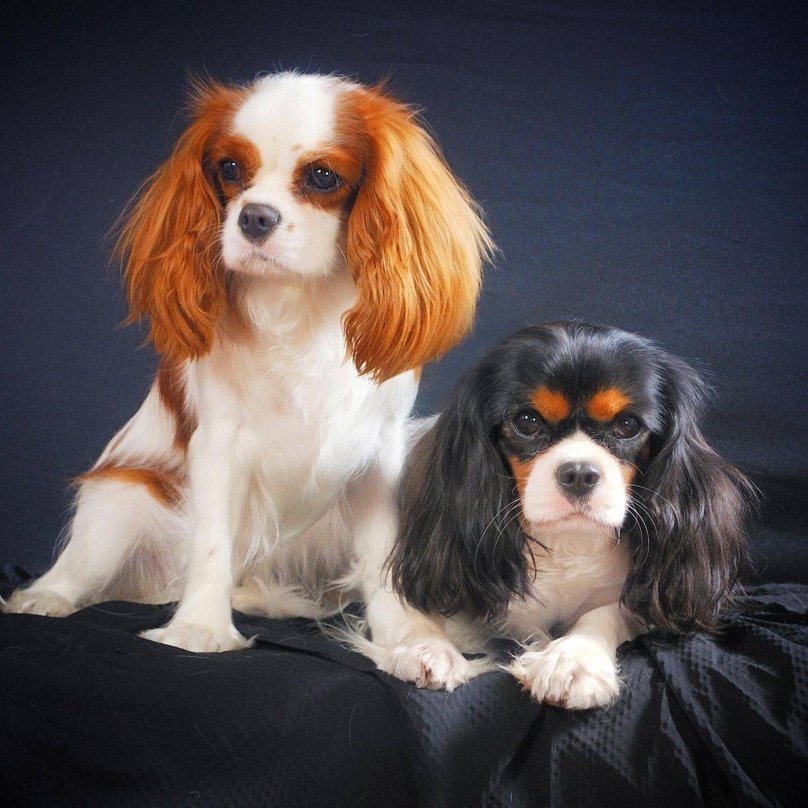 Бигль и корги метис