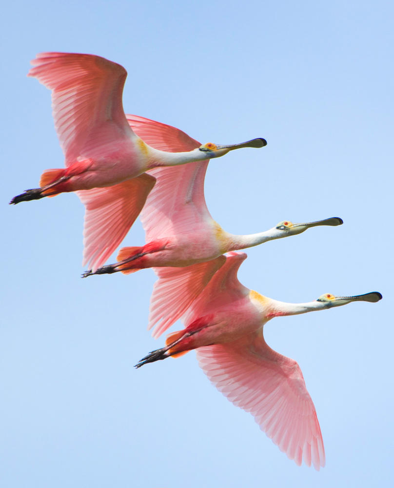 Птицы с разноцветным окрасом