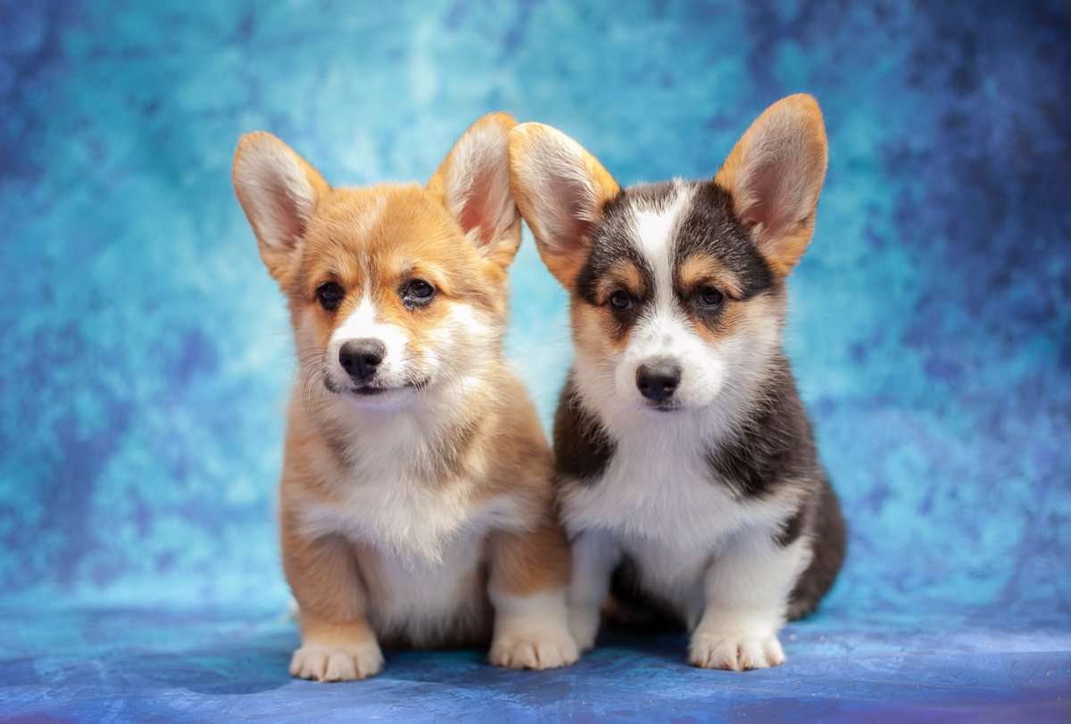 Королевский пудель серый