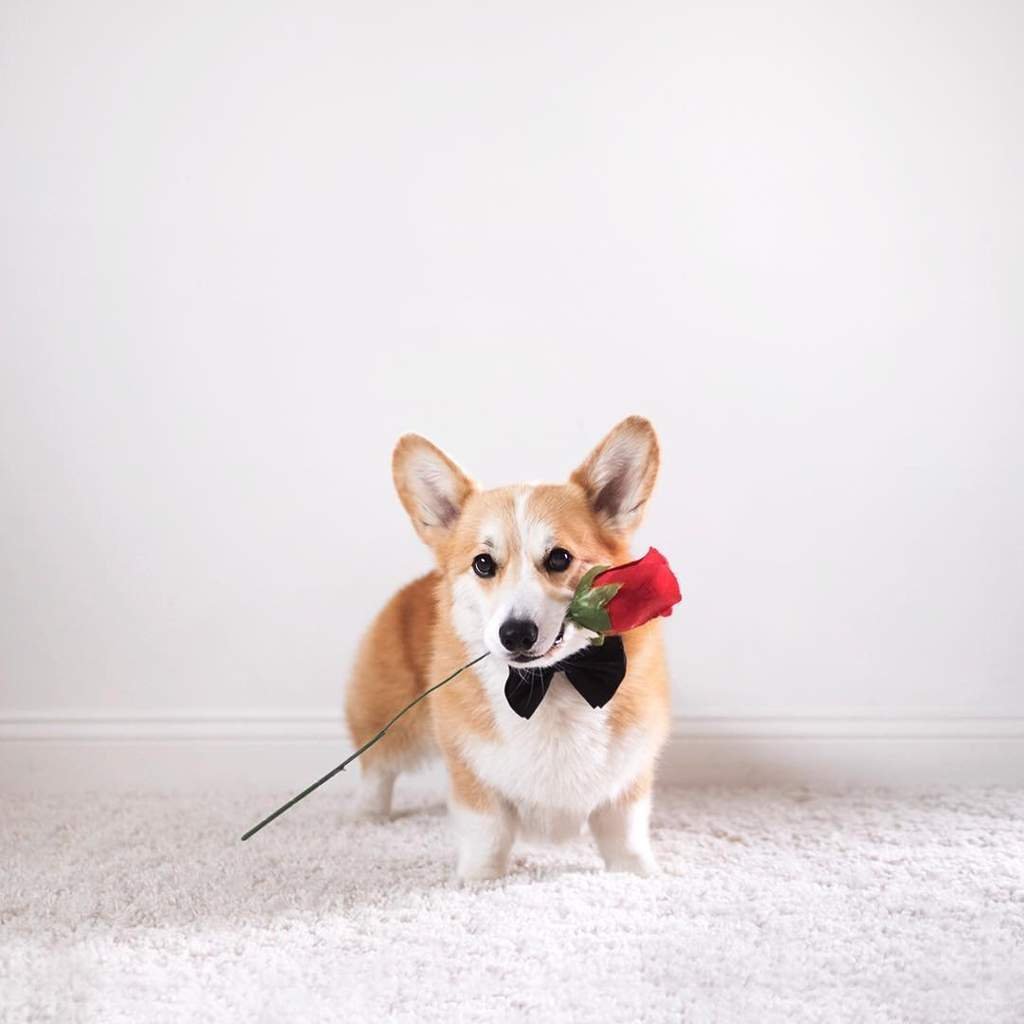 Шотландская овчарка (колли)