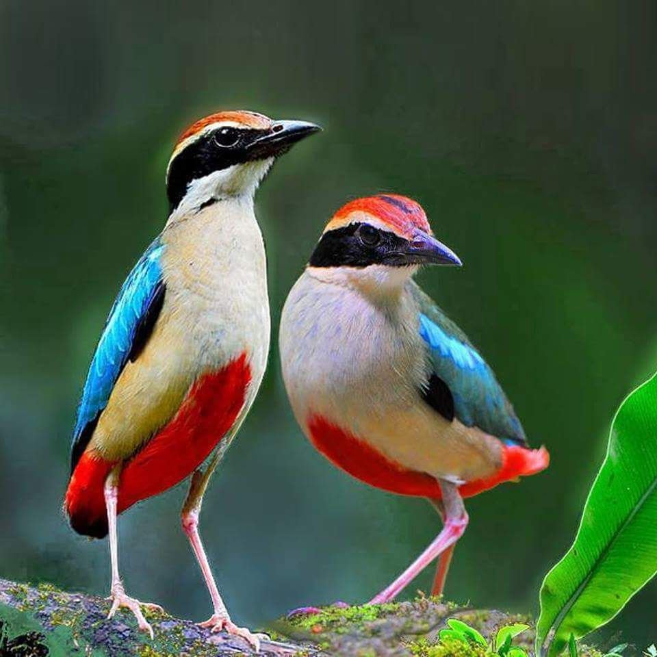 Птица на Пхукете с желтым клювом