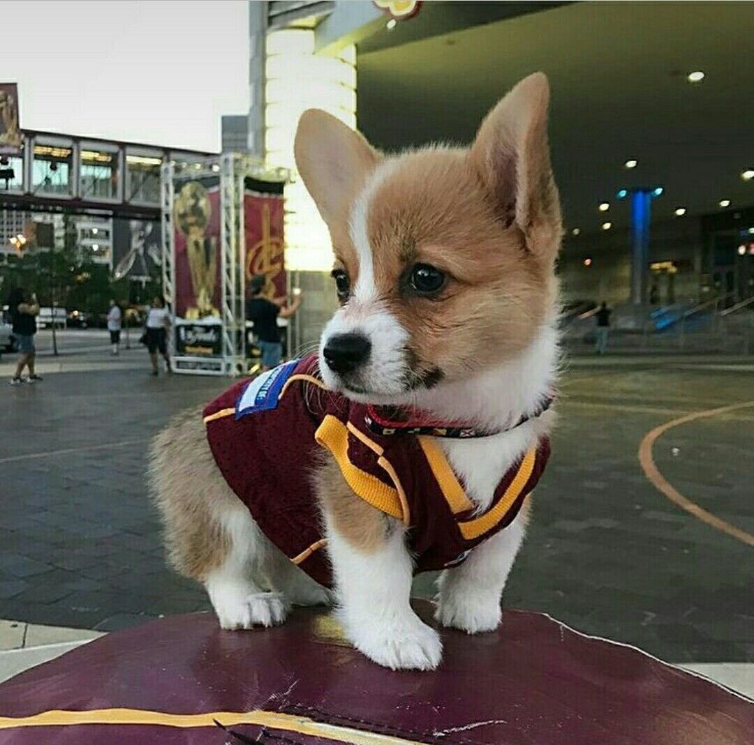 Датский дог Мармадюк