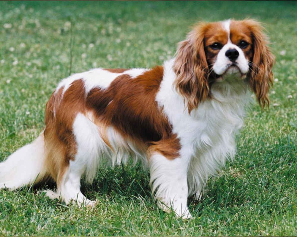 Вельш корги пемброк Королева Англии