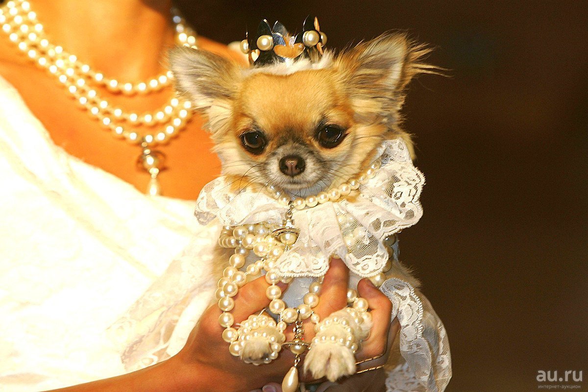 Мраморный дог Арлекин