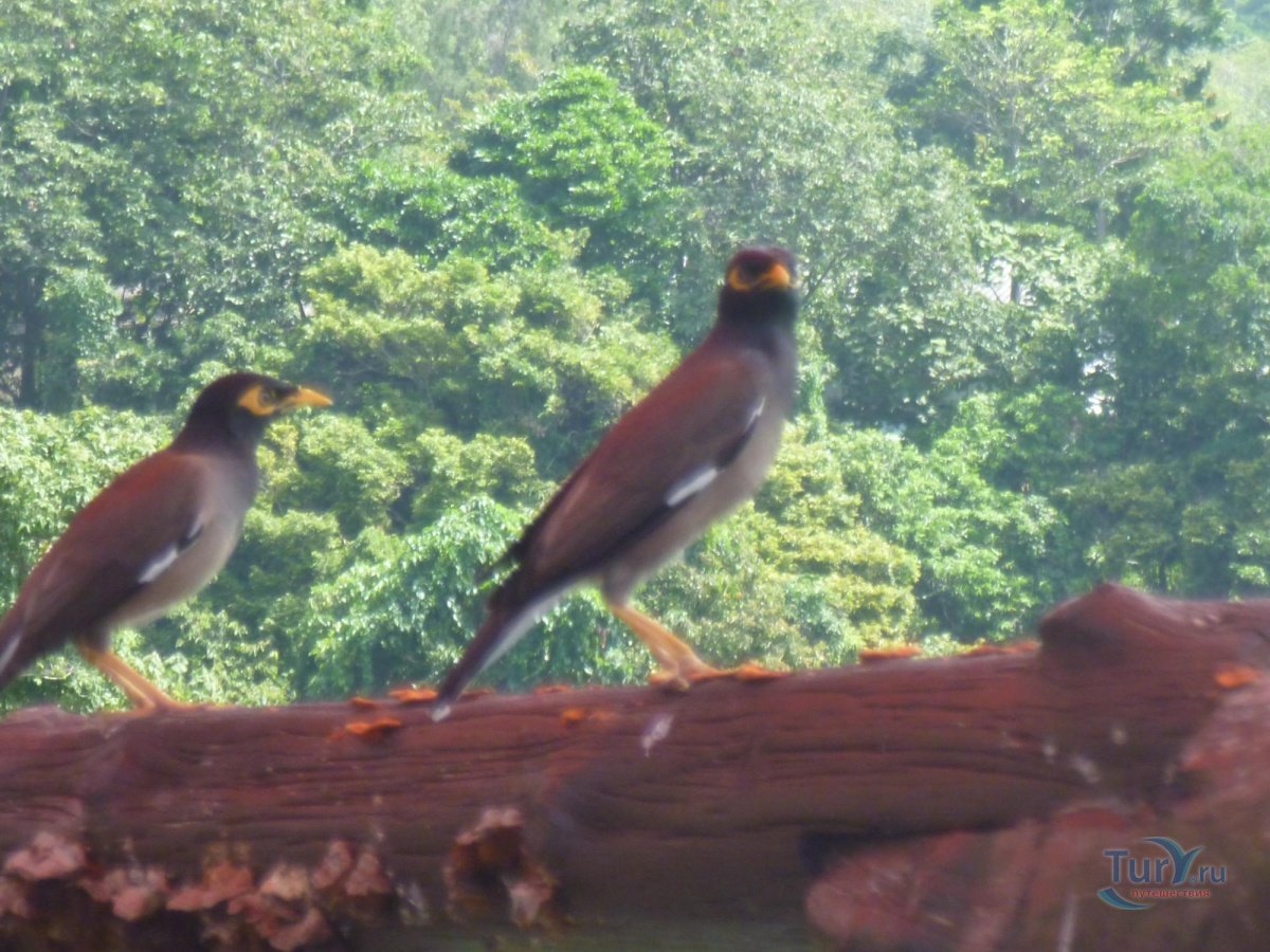 Парк птиц Пхукет