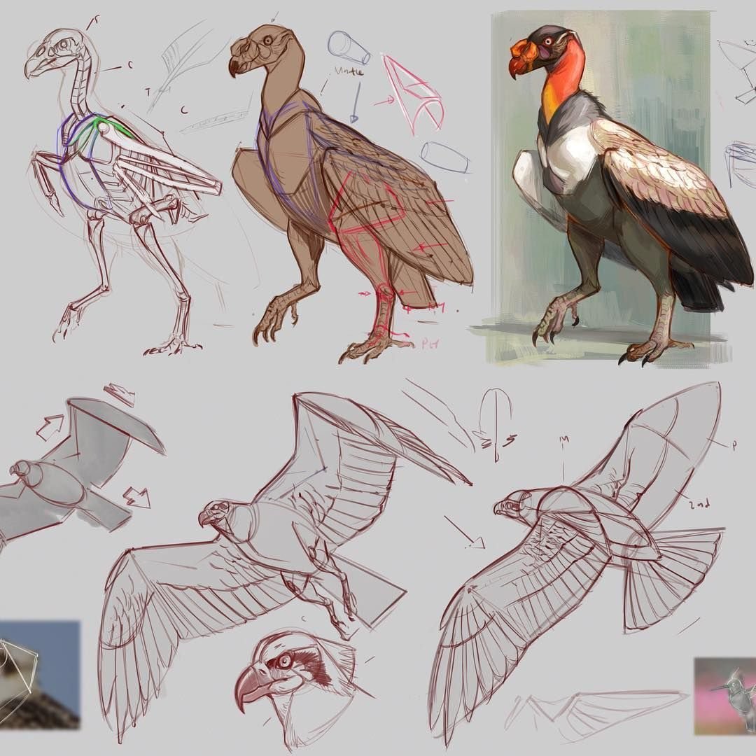 Гваделупский ара