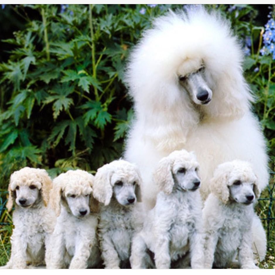 Собаки породы немецкий дог