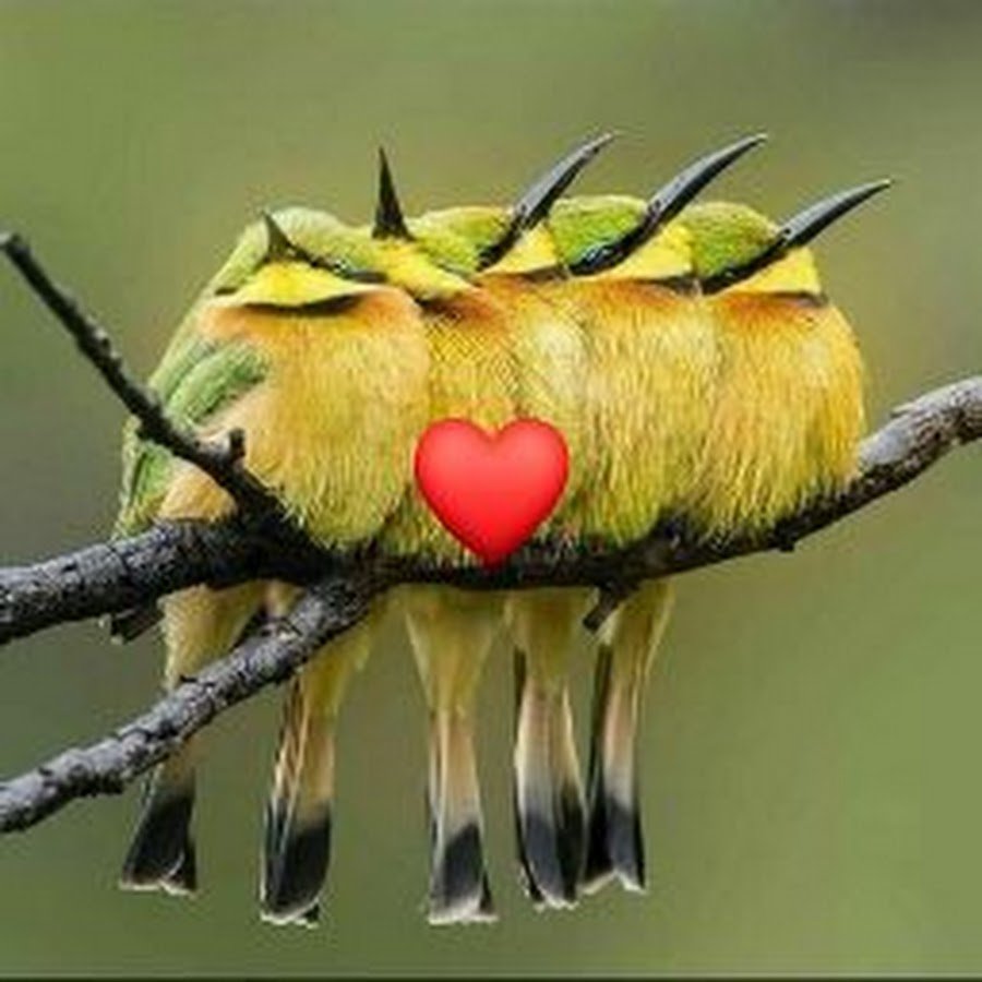 Утки мандаринки