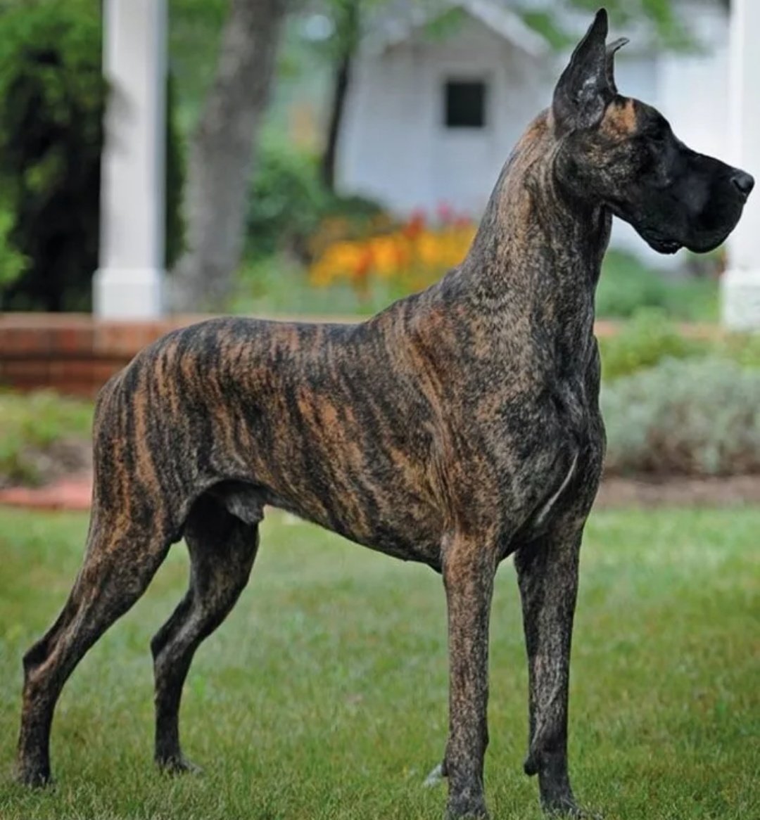 Кавалер Кинг Чарльз спаниель