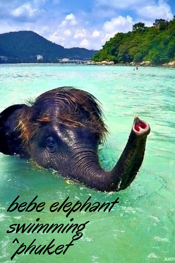 Фламинго Юкатан