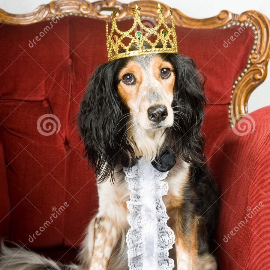 Собаки породы вельш корги пемброк