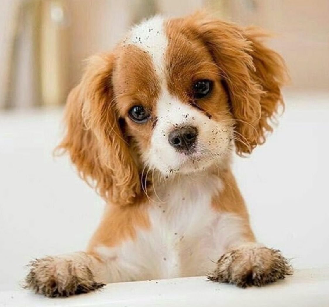 FORMYDOGS вельш корги