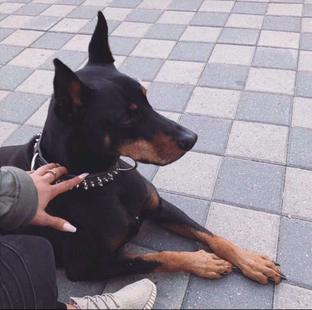 Доберман-пинчер шоколадный