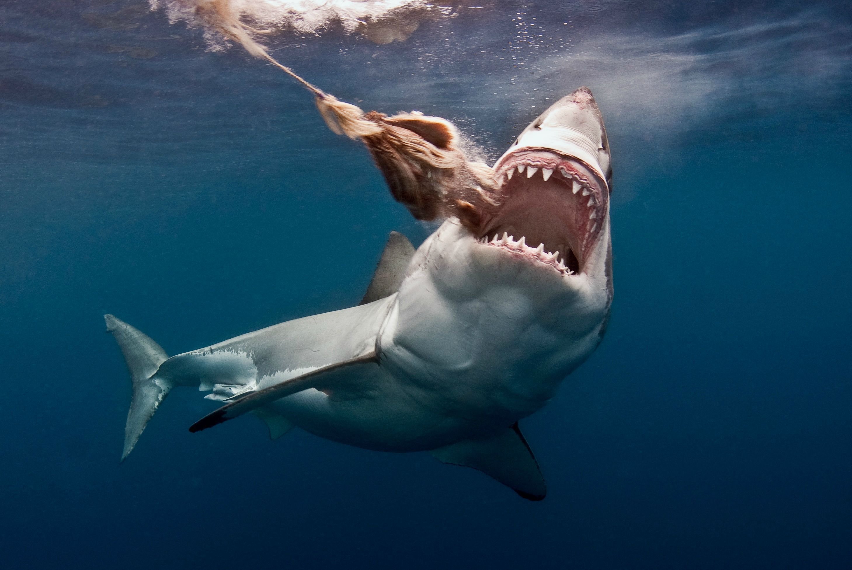 Есть ли в океане акулы. Акула белая, акула-людоед, кархародон. Белая акула.