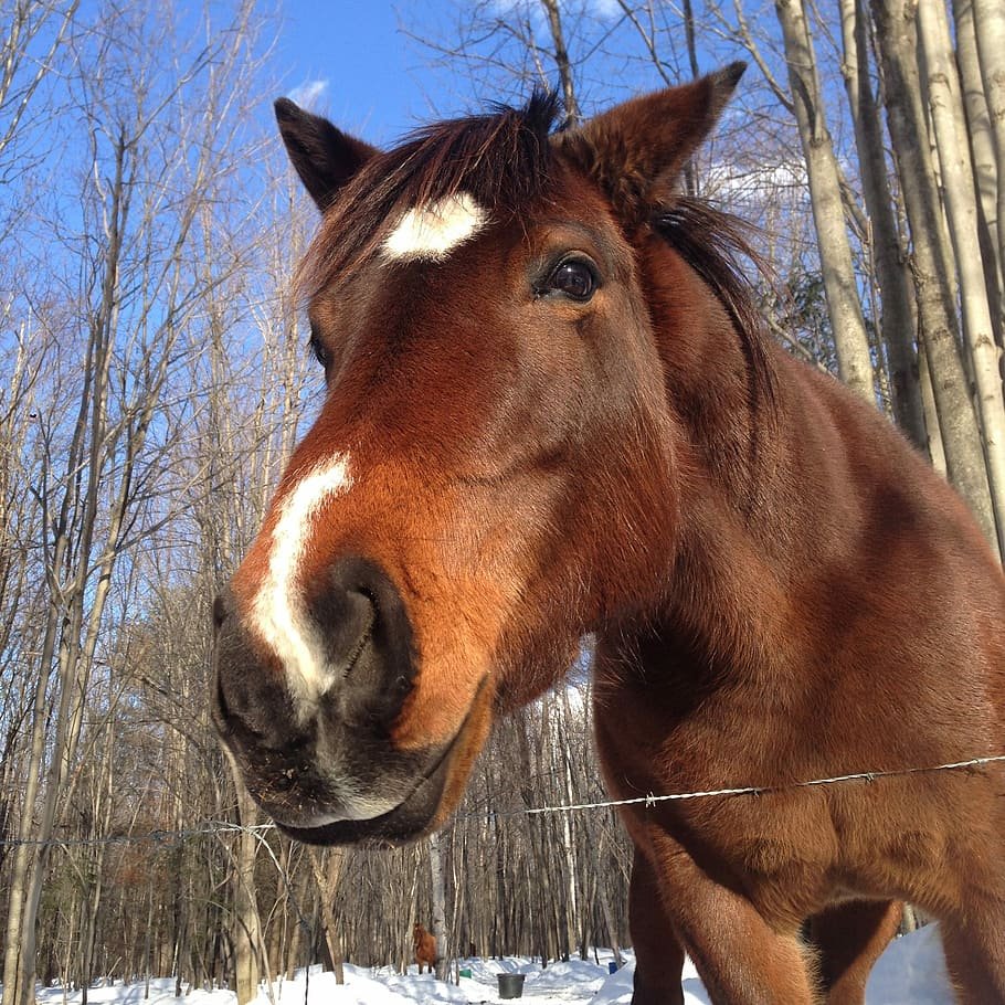 Тыгдымский конь