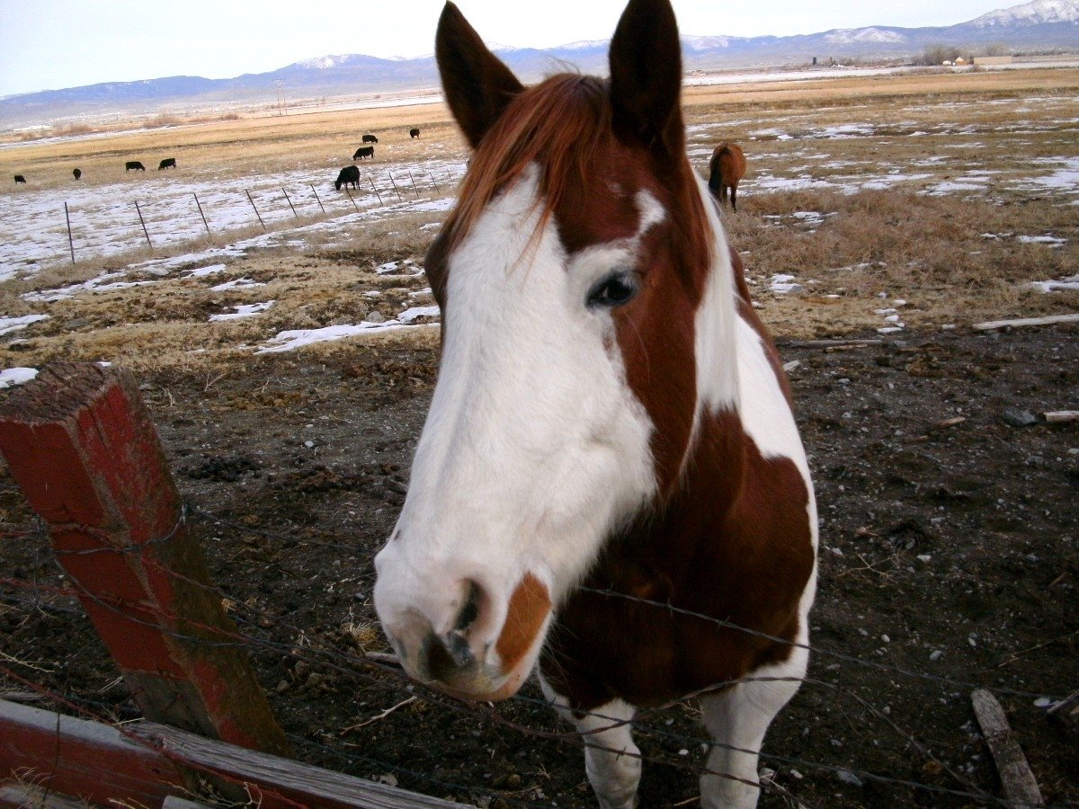 Привет от лошади
