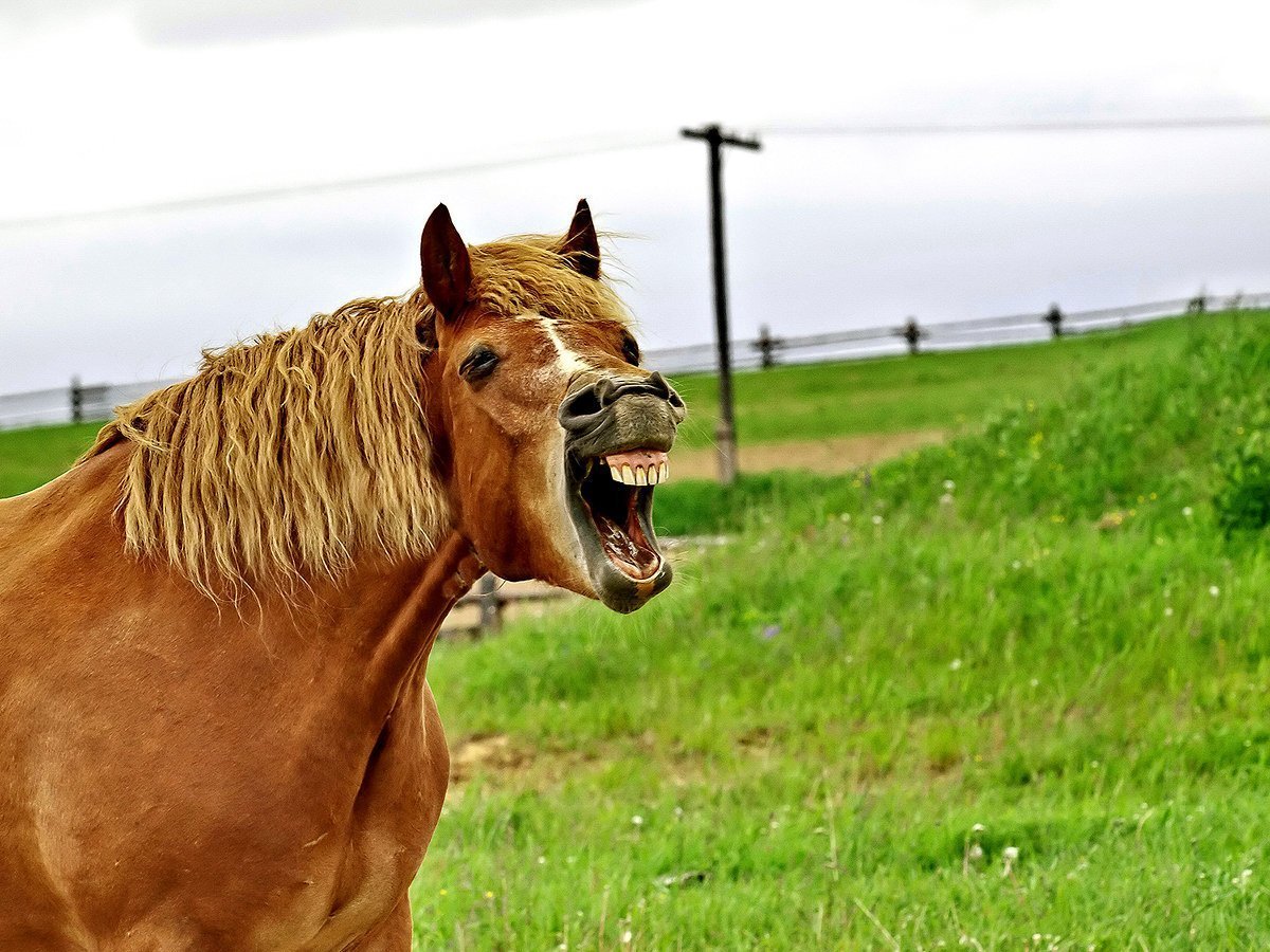 Тыгыдымский конь