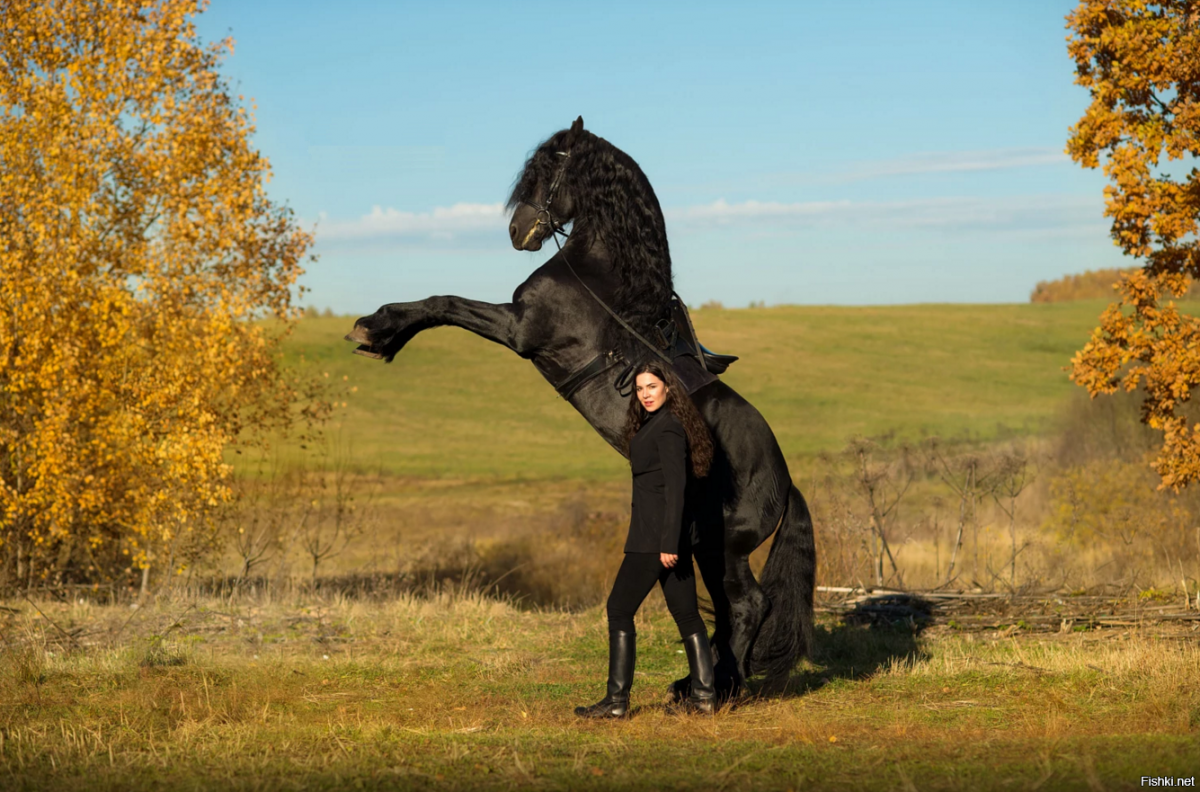 Фотосессия с фризской лошадью
