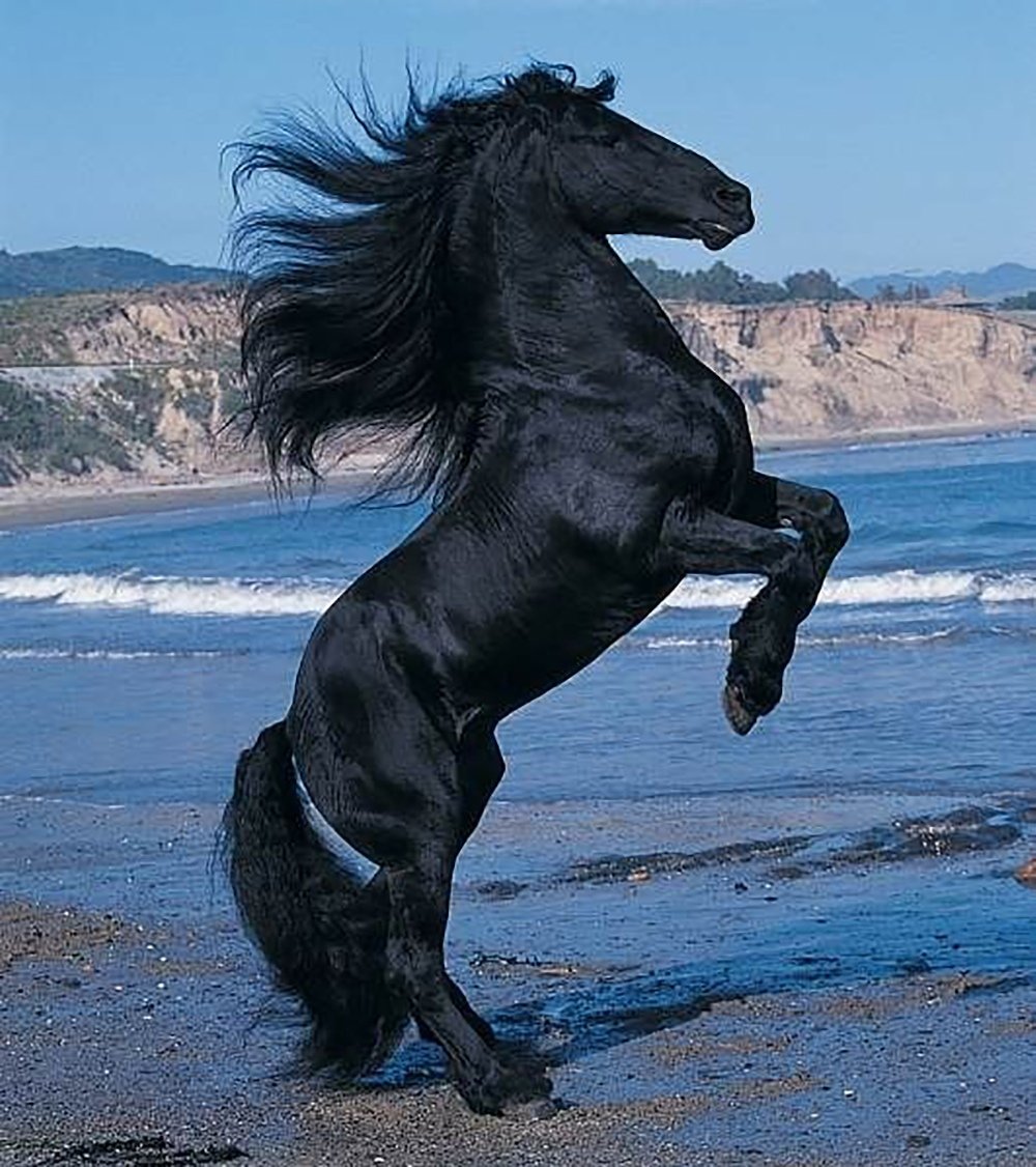 Фриз Эстетика