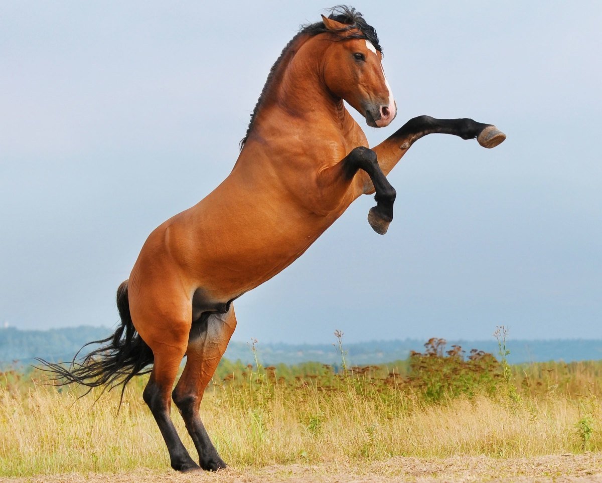 Конь встал на дыбы