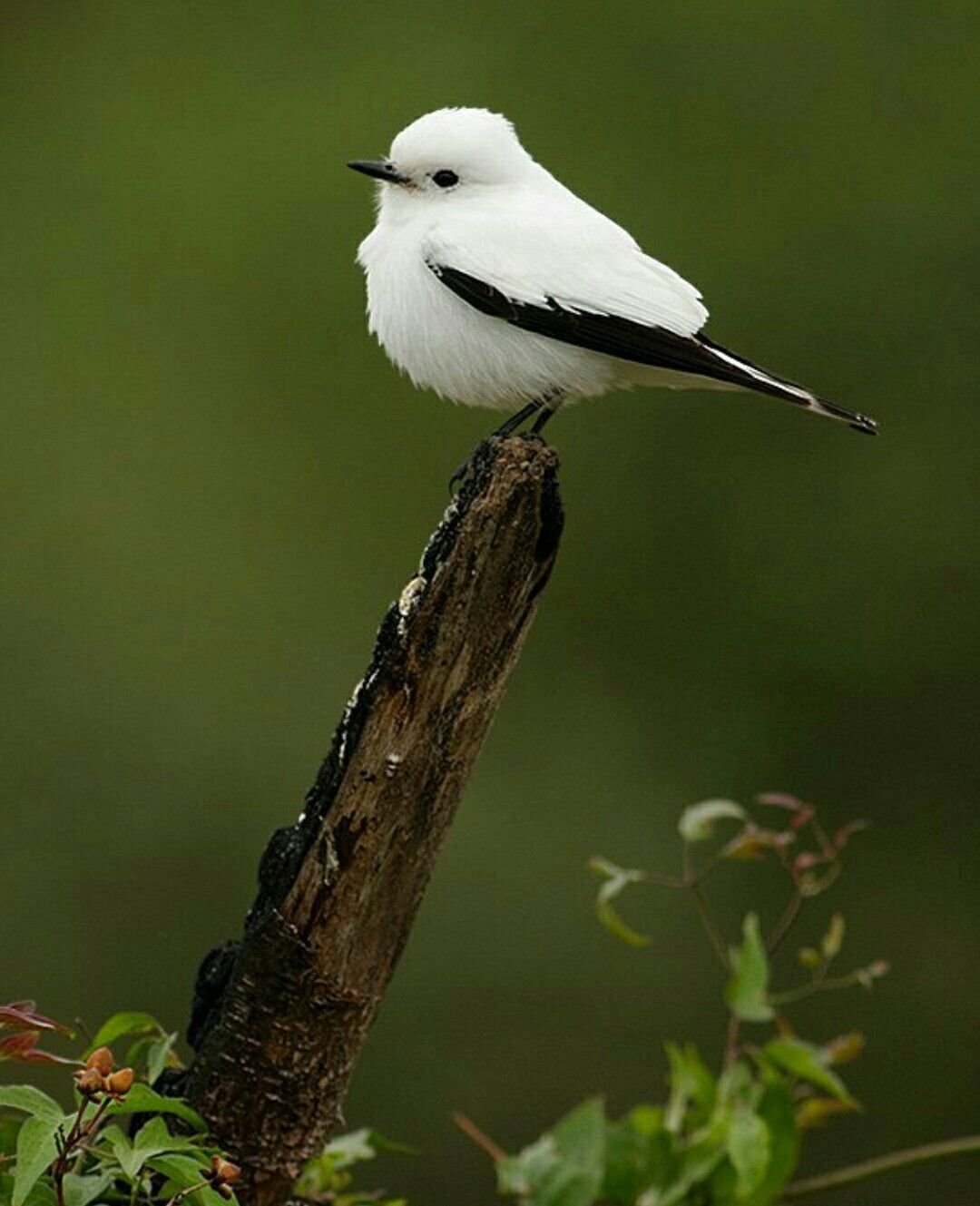 картинки птиц бело черных