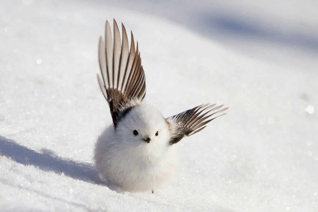 Маленькая Белая Птица