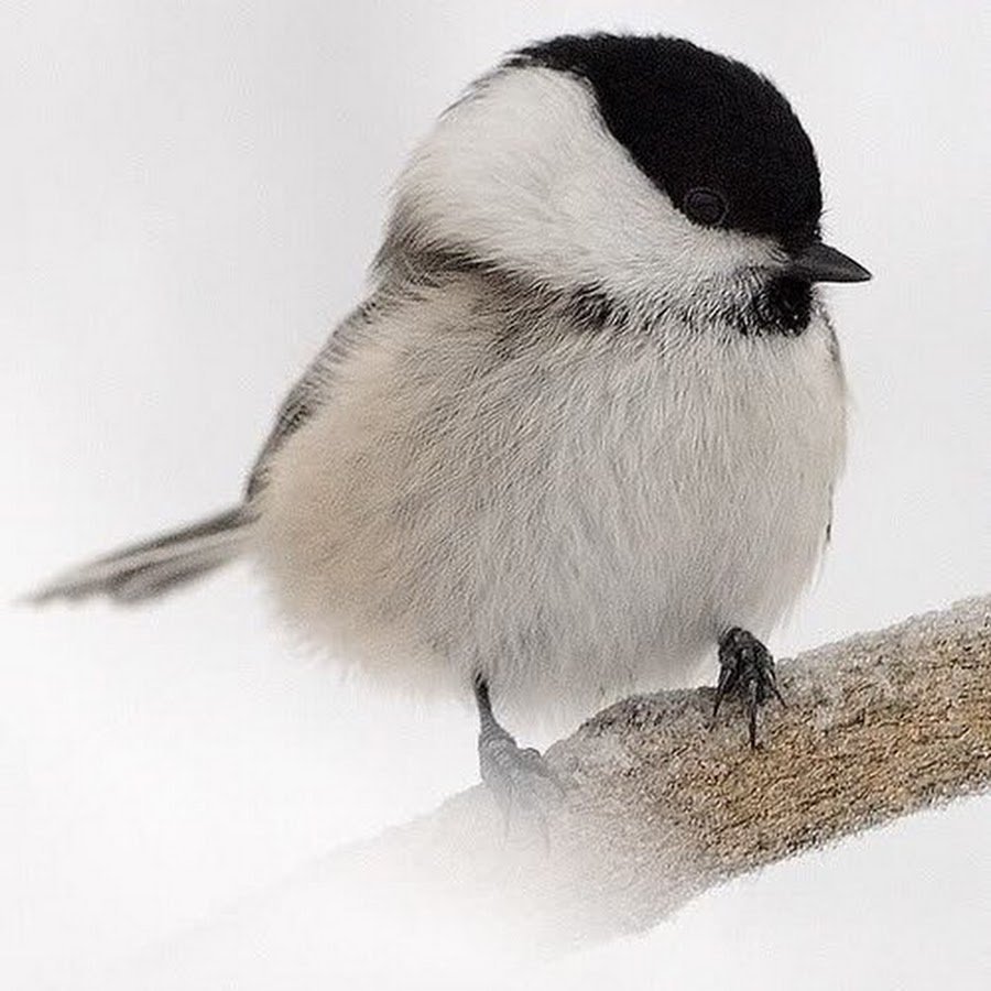 Птица с черной шапочкой