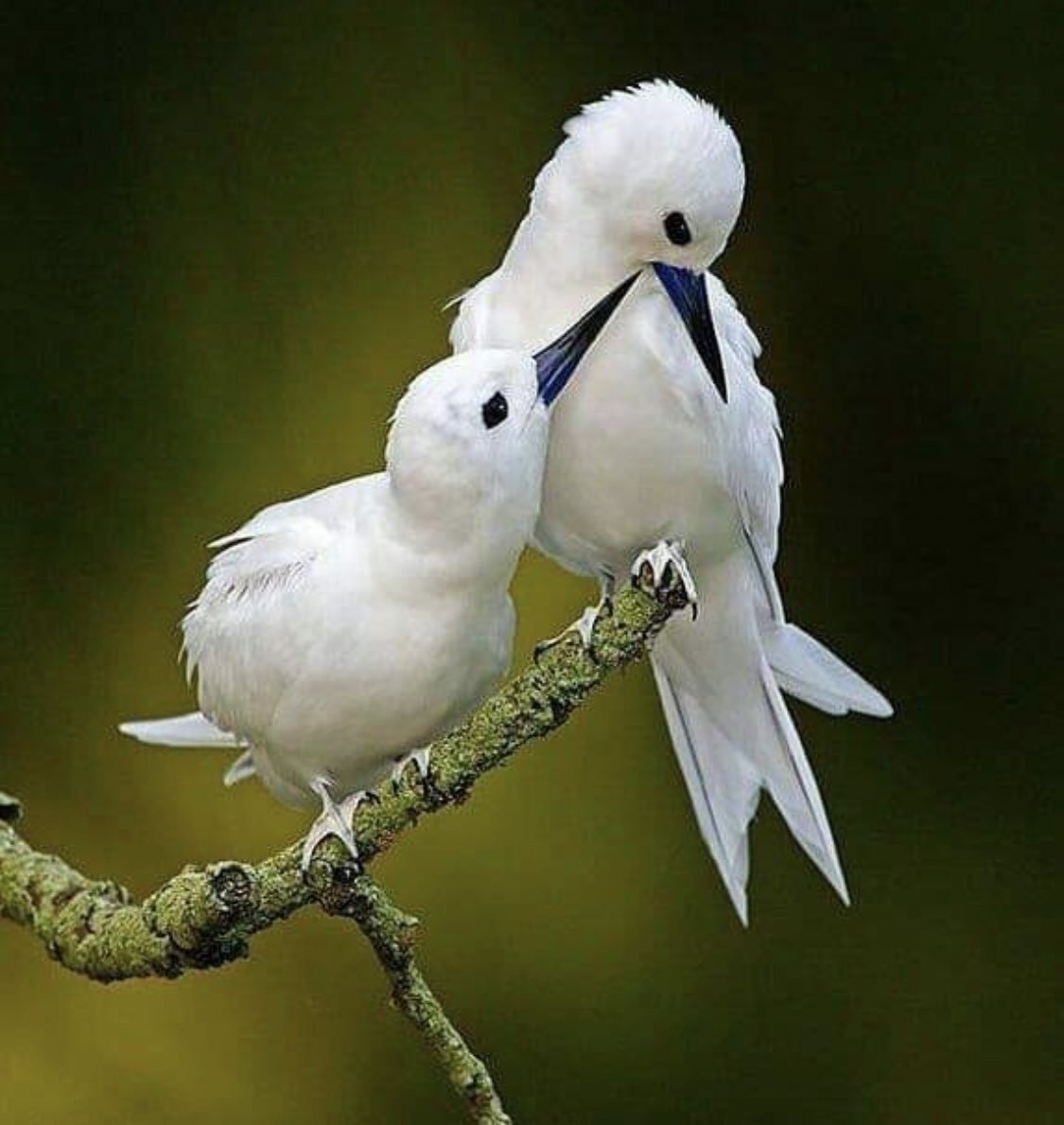 Фиолетовые птицы в природе