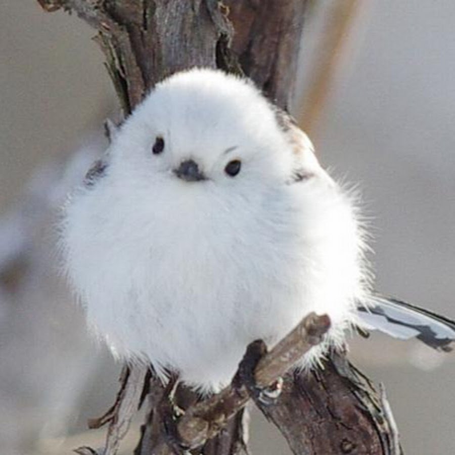 Длиннохвостая синица