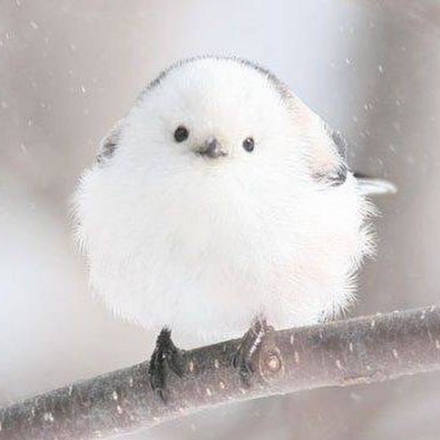 Маленькая Белая Птица