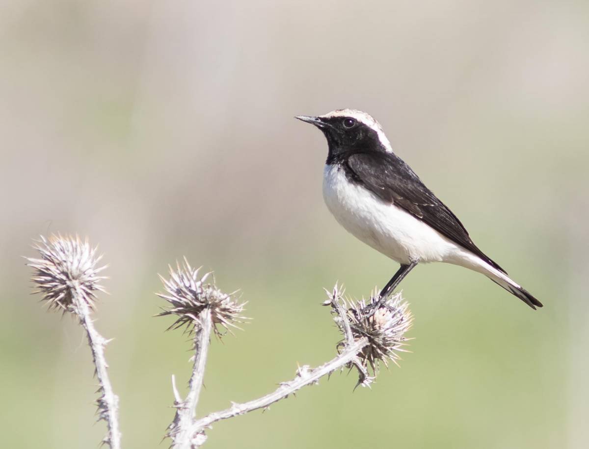 Каменка плешанка