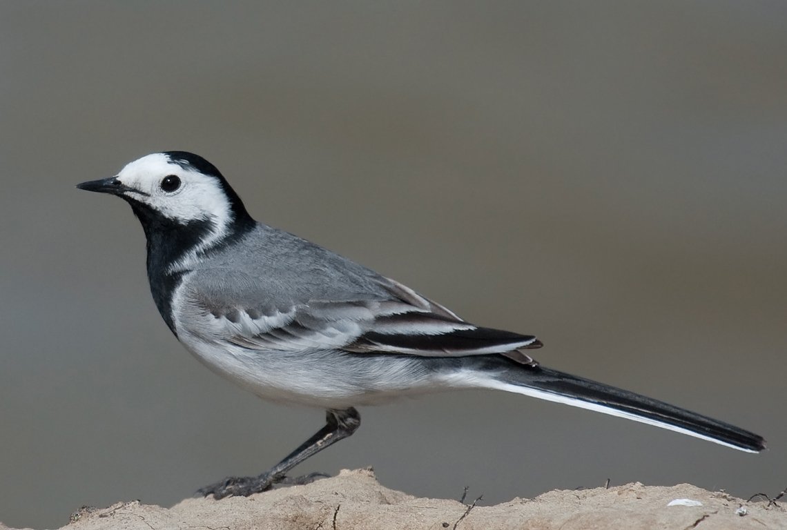Мухоловка белошейка