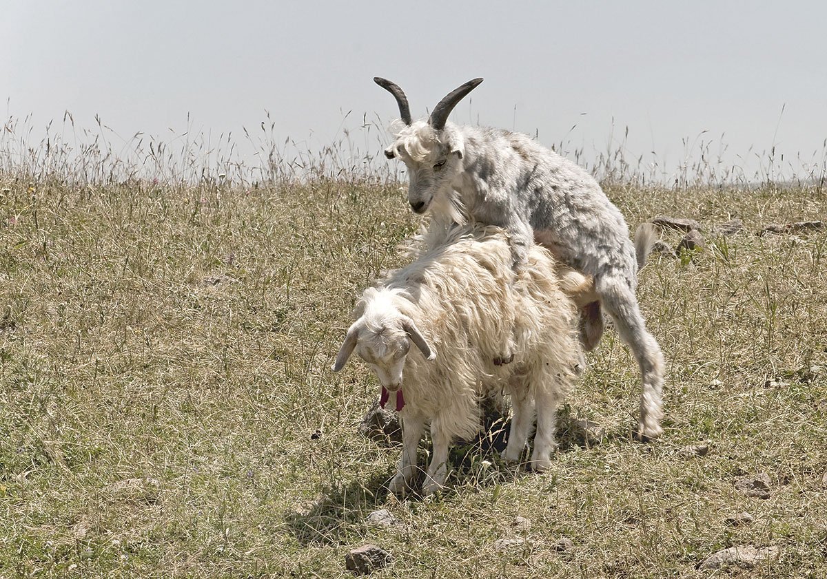 Козел спаривается с козой