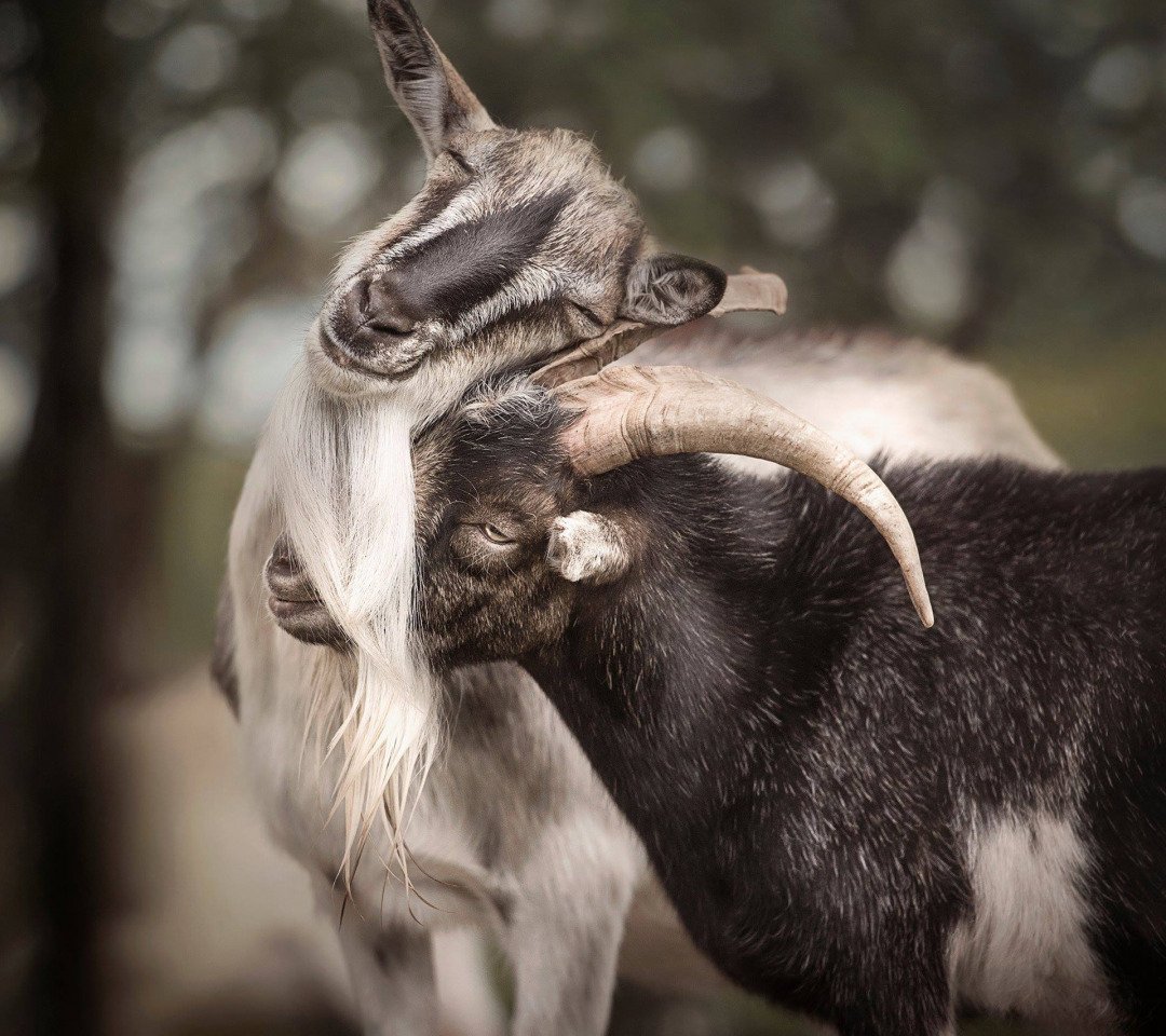 Козел любимый