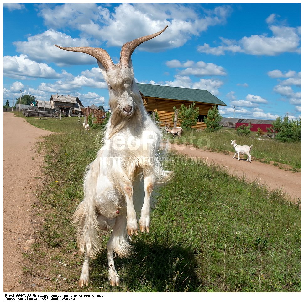 Овцы на деревьях