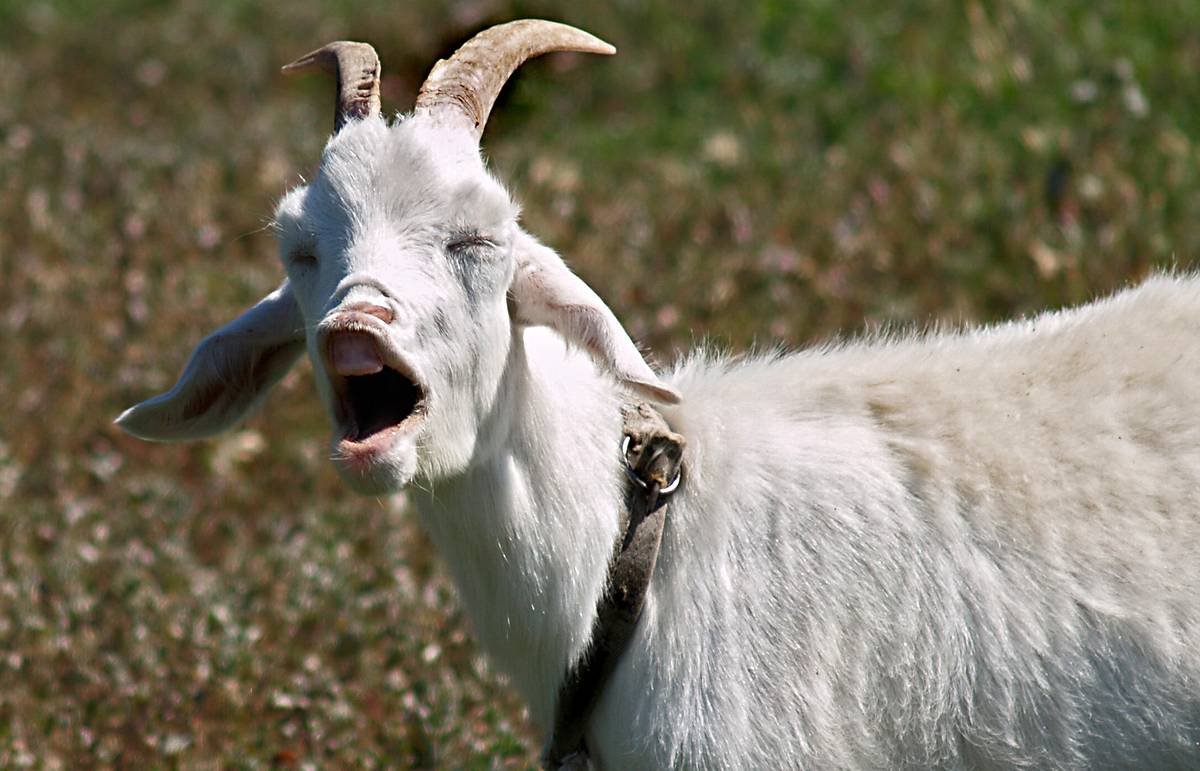 Кричащая коза
