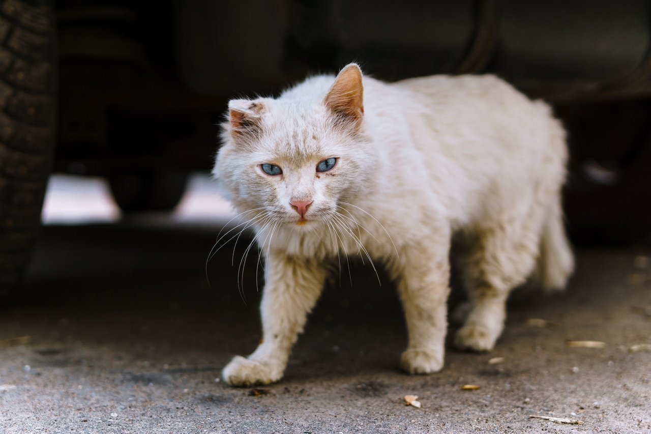 Кошка беспородная голодная. Уличные коты. Бездомный кот. Красивые уличные коты. Белая бездомная кошка.