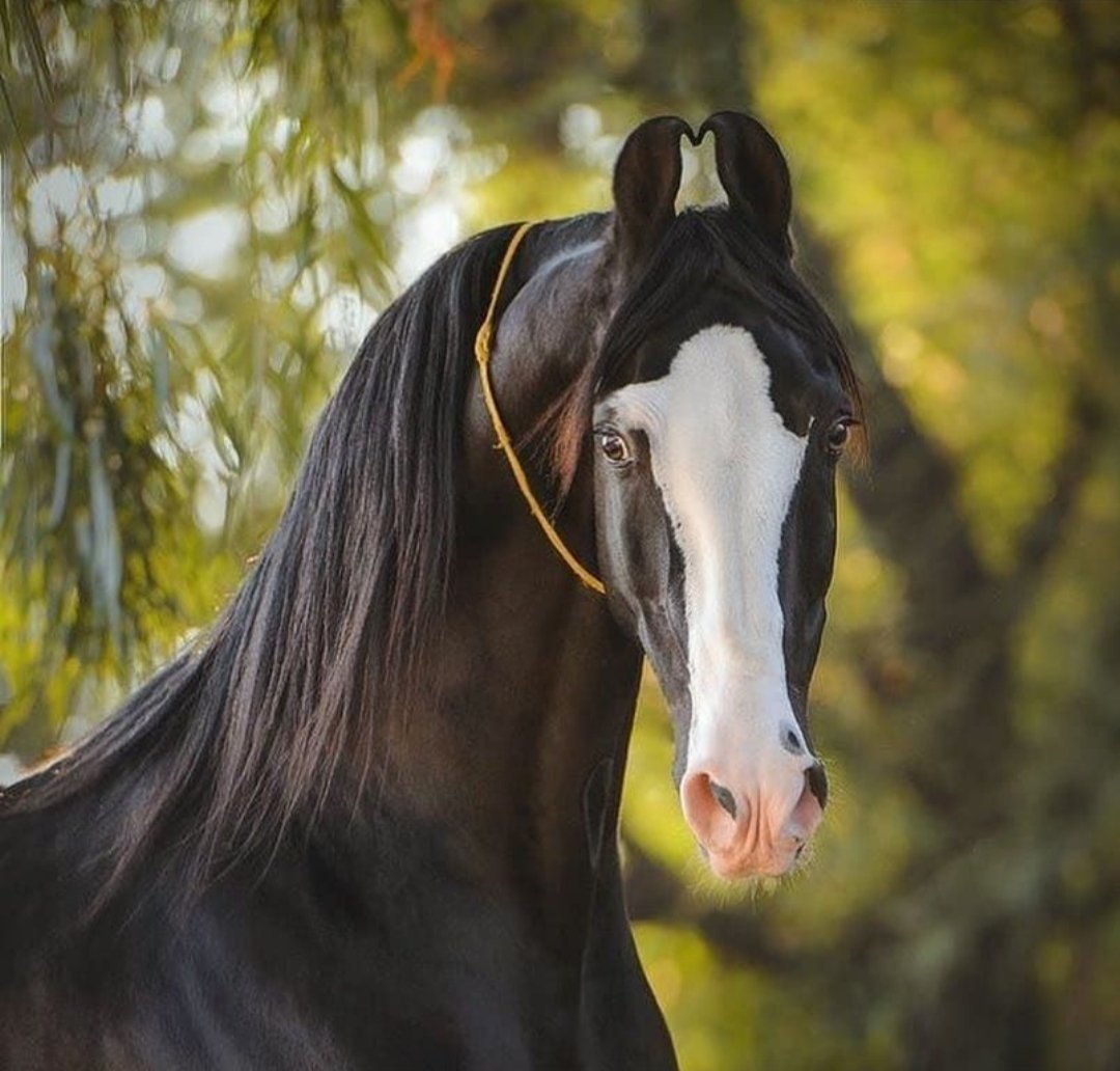 Лошади породы марвари