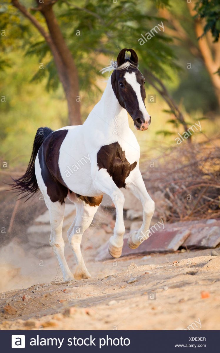 Марвари лошадь гнедая