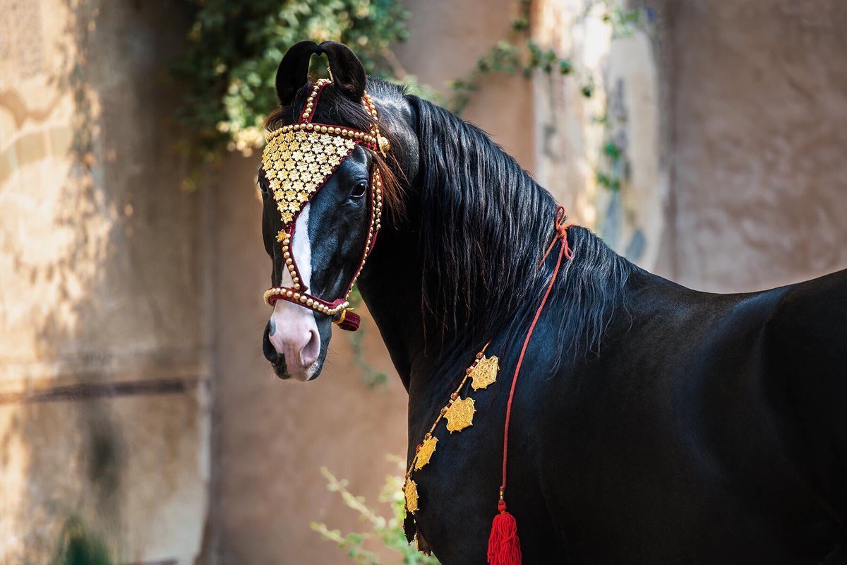 Марвари лошадь